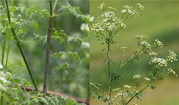 Dual Poison hemlock