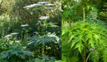 Giant Hogweed