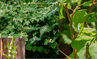 Knotweed