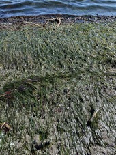 Eel Grass