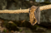 Little brown bat