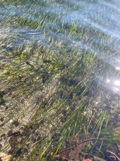 eel grass