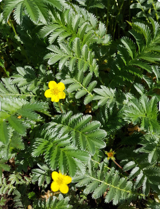 Silverweed Canva Photo