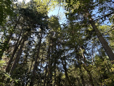 banner forest