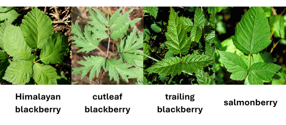 blackberry comparison