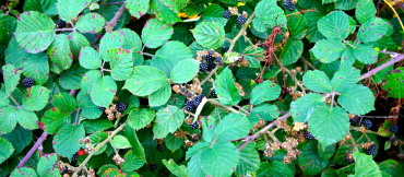 blackberry