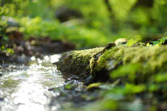 closeup view of stream over rock in forested area