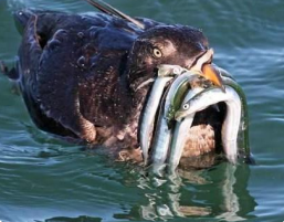 Bird eating Sand Lance