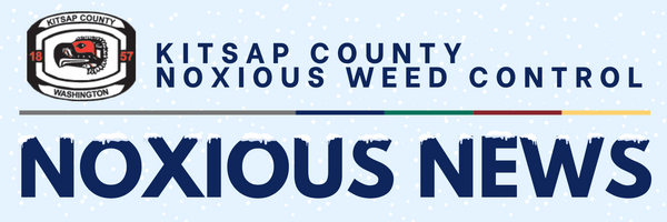 Noxious News Header Winter