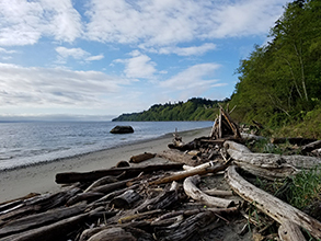 Point No Point shoreline with water, sandy beach and logs that have washed ashore