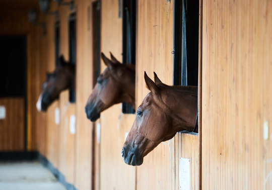 three horses in stalls