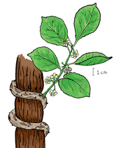round leaf bittersweet drawing of leaves