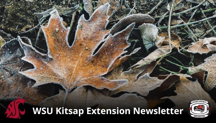 Fallen Frosted Leaves