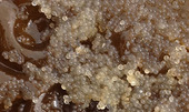 Close up of herring spawn 