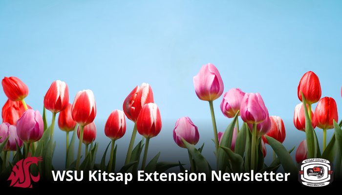 April WSU office newsletter header with tulips and blue sky
