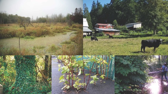 Noxious Weed Control Webpage banner