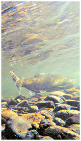 salmon swimming