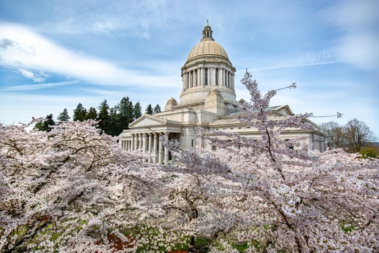 Capitol Dome and cherry blossoms