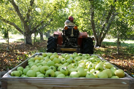 Apples and tractor