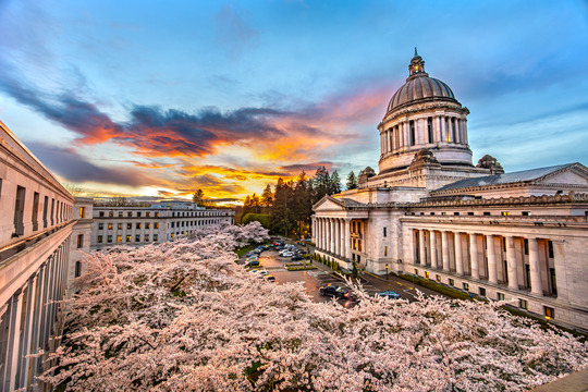 Capitol and cherry trees in 2025
