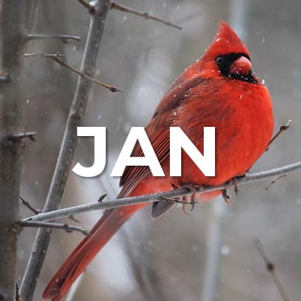 January New Certifications photo of a cardinal in winter with JAN in white text