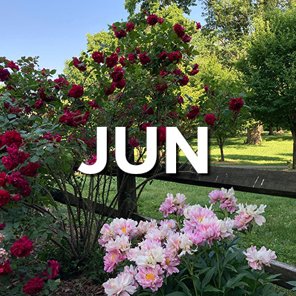 The word June superimposed over blooming flowers on a sunny day