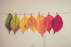 Leaves of various colors, in rainbow order
