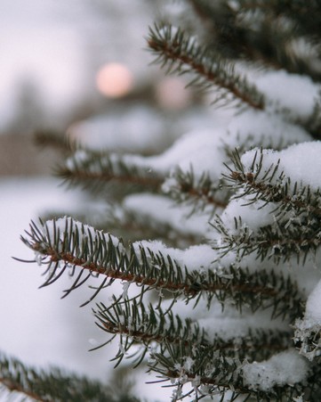 Evergreen branches with snow