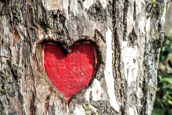 Heart Engraved Tree Trunk - Unsplash