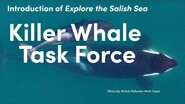 Killer Whale Task Force