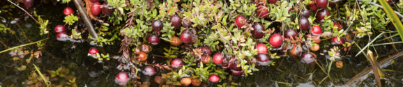 cranberry banner