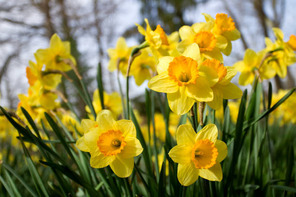 Daffodils