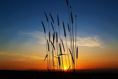 sunset and wheat