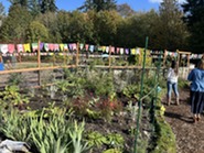 dieringer school garden