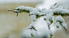 Frosty evergreen branch