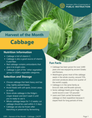 cabbage