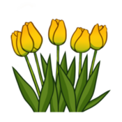 Tulips
