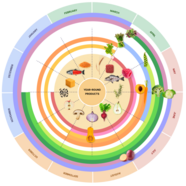 harvest of the season wheel