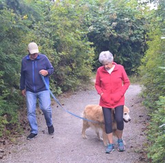 Two senior citizens walk a golden labrador dog. 