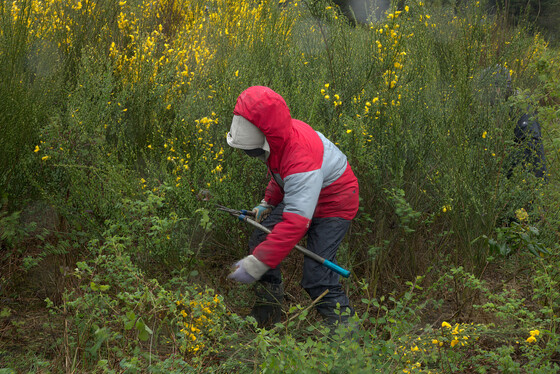 Scotch Broom Earth Day removal event, Fort Flagler