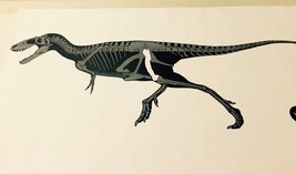 Sucia Saurus rex model with bone drawing