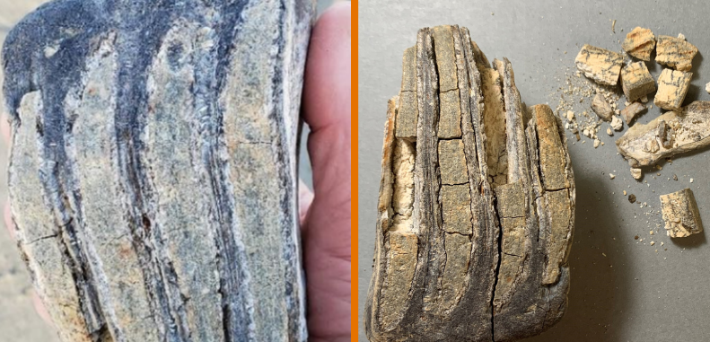 Mammoth tooth shown when first found and later, crumbled and destroyed.