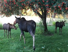 An adult female moose stands beneath a berry tree on a lawn with a calves on both sides of her.