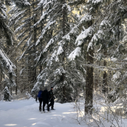 A group of snowshoers walk in the forest