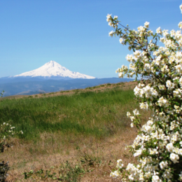 Wildflowers