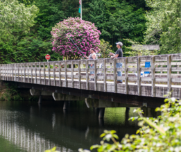 People fish from a lake on a bridge, with spring blooms in the background