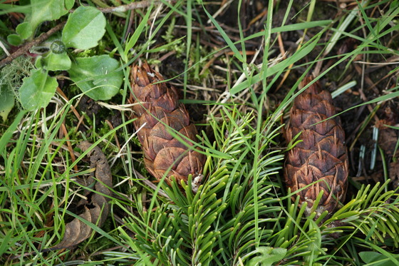 cones from a Douglas fir at Fort Flagler State Park