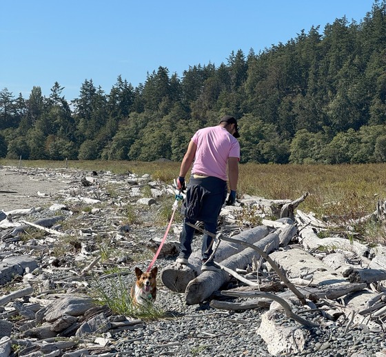 A man and a corgi walk on a beach