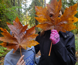 Two people with very large bigleaf maple leaves in front of their faces