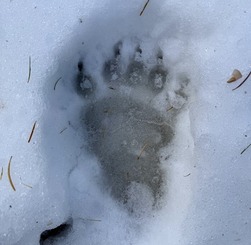 A bear paw print in the snow.